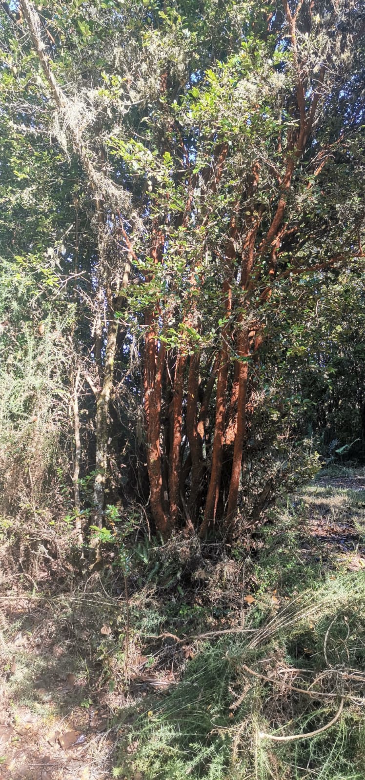 Sendero Queldica