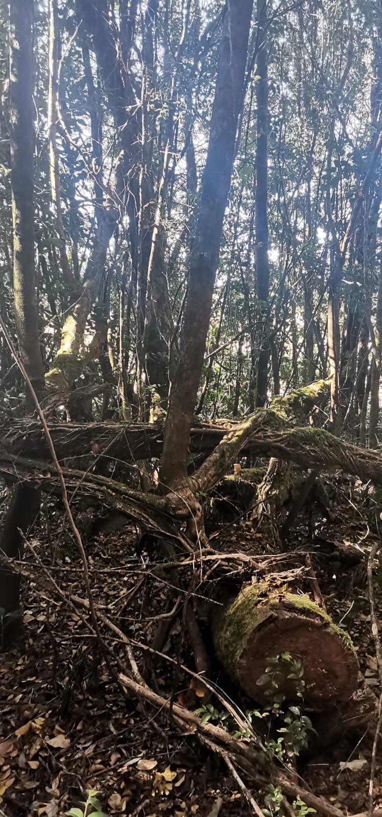 Sendero Queldica — foto 2