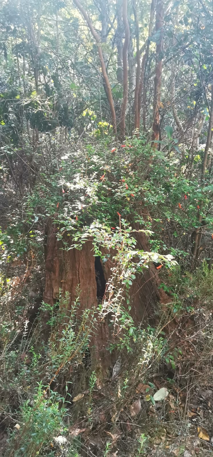Sendero Queldica — foto 8
