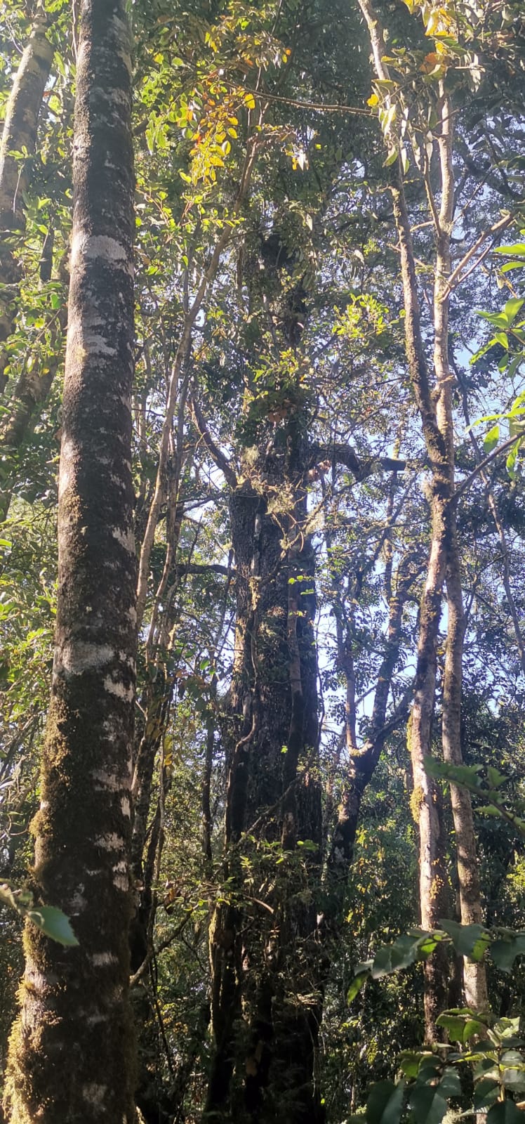 Sendero Queldica — foto 6